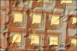 UMDPhotomicrograph.jpg