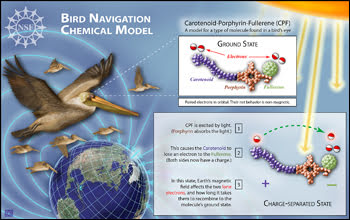 birdnav2.jpg