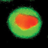 BNAFM_Gastrula.jpg