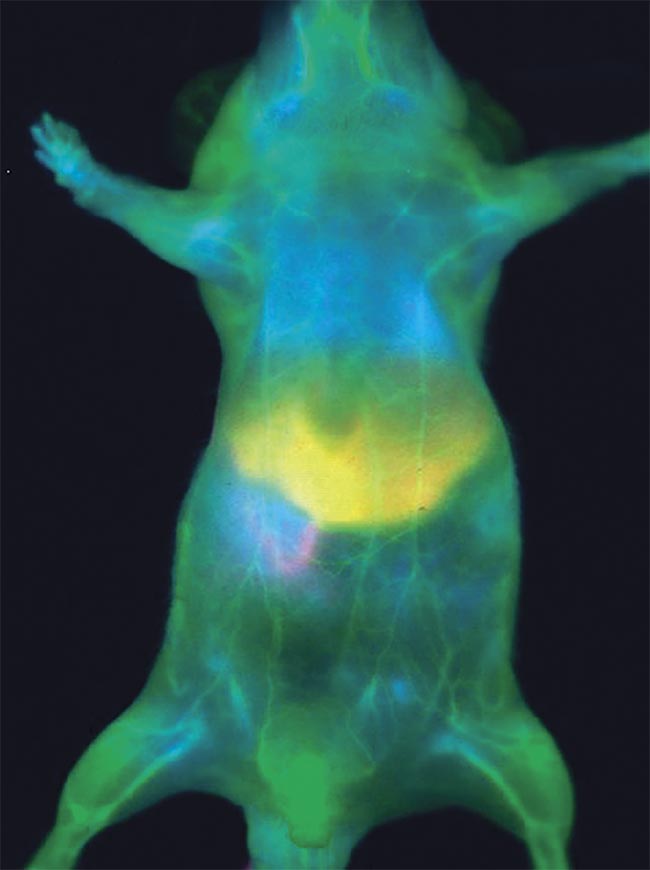  Figure 1. Fluorescence in vivo imaging of an anesthetized mouse injected with ICG. The real-time signal is acquired in the NIR-II window. The enhanced depth and contrast allow for clear vasculature imaging, organs delineation, and metabolism. Courtesy of Photon etc.