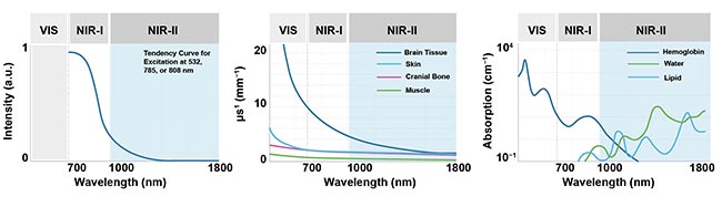 Figure 2. Weaker autofluorescence by the tissues in the NIR-II window contributes to enhancing the signal-to-background ratio. The reduced scattering and minimal absorption of emission signals by the tissues helps to improve spatial resolution and depth penetration, which can be up to 10× better. Courtesy of Photon etc.