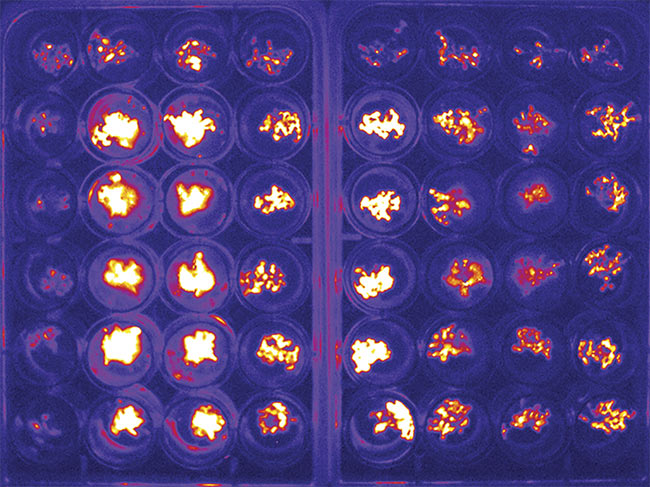 Figure 4. Luminescence studies in two sets of 24-well plate of the model plant Arabidopsis. Courtesy of the Liu Lab.