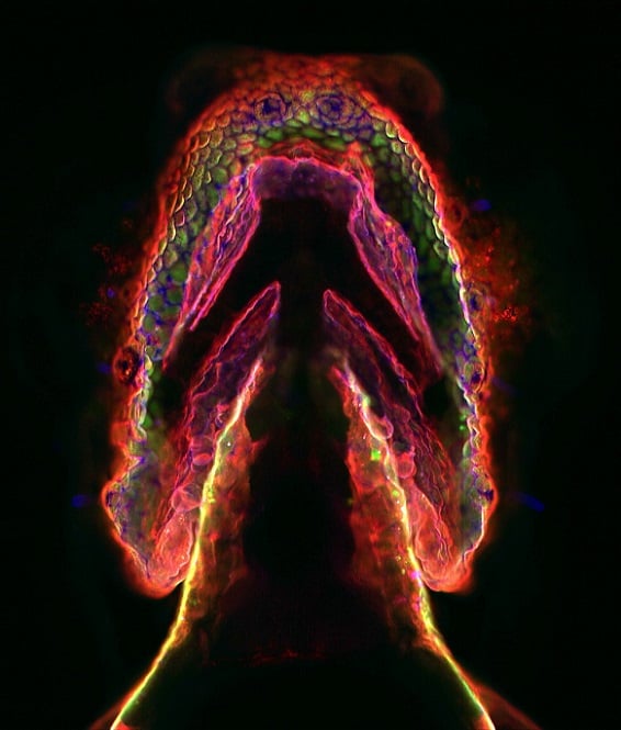 This image, featured in a 2008 paper in Science that was co-authored by Jeremy M. Baskin, associate professor of chemistry and chemical biology, shows a developing zebrafish larva in which the sugars on the surface of individual cells are fluorescently tagged with copper-free click chemistry. Courtesy of Cornell Chronicle.