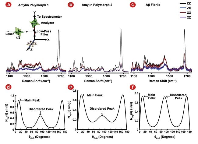Figure 2. Polarized Raman spectroscopy provides insight into C=O bond angle distributions using the amide I vibrational mode. Polarized Raman spectroscopy configurations (a, inset). Amylin polymorph 1 (a), amylin polymorph 2 (b), and amyloid-ß (Aß) fibrils (c) polarized Raman measurements. The resulting preferred bond orientation of the C=O bonds of the peptide backbone (d-f) for amylin polymorph 1 (d), amylin polymorph 2 (e), and Aß fibrils (f). Adapted with permission from Reference 2.