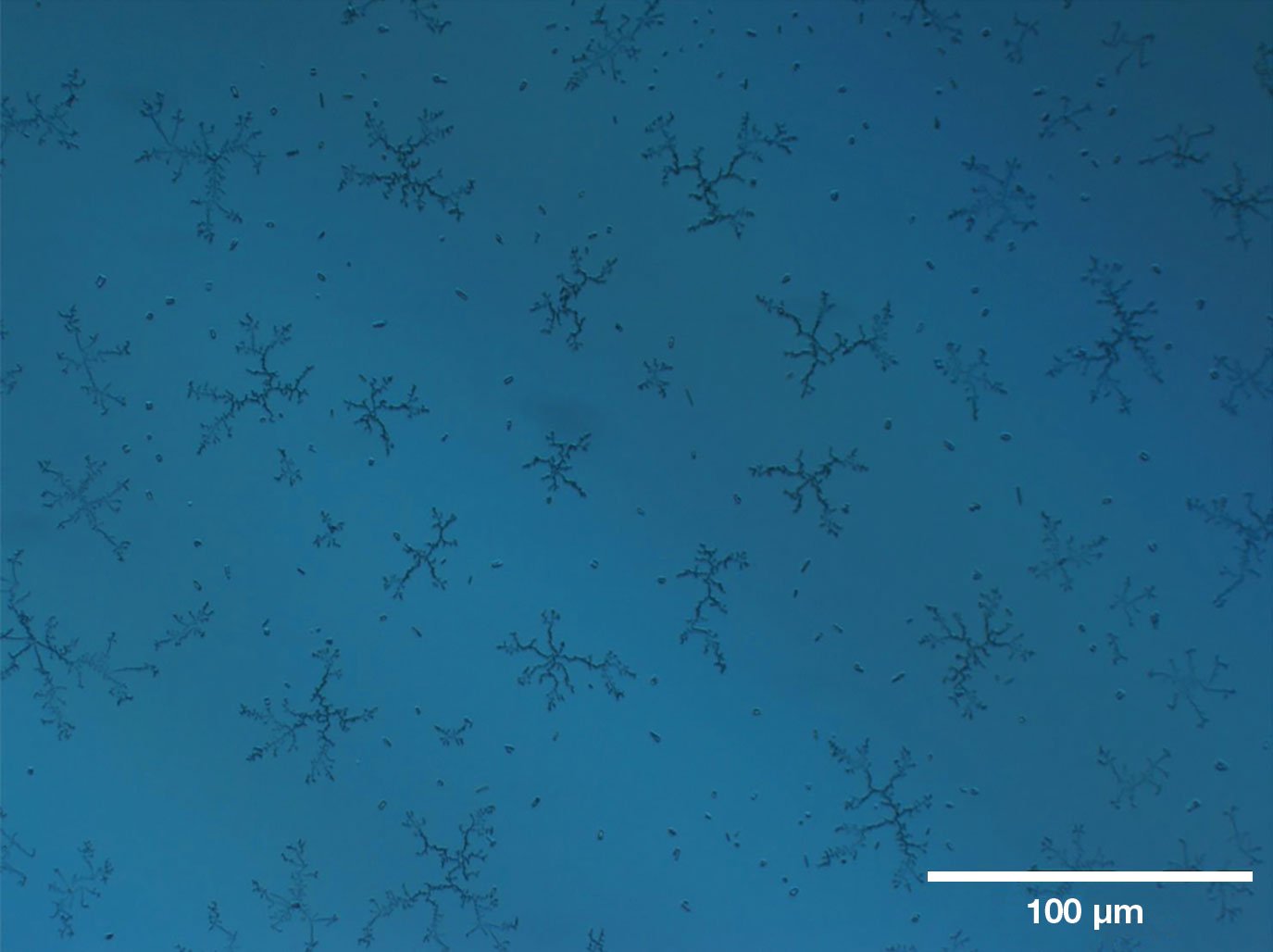 Figure 1. Example of UV laser-induced contamination (LIC) on an uncoated fused silica window after six weeks of ~3-W UV laser illumination. Taken with a microscope using a 10× objective, the image’s field of view corresponds to ~610 × 460 µm. See Reference 1. Courtesy of Edmund Optics.