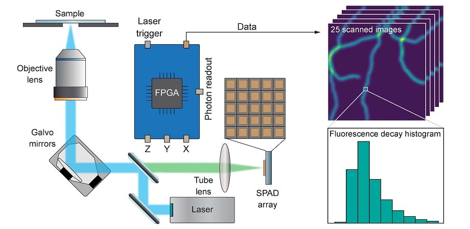 A newly developed compact ISM microscope equipped with a single photon avalanche diode (SPAD) array detector provides high-resolution structural and functional imaging. Courtesy of A. Zunino/IIT. 