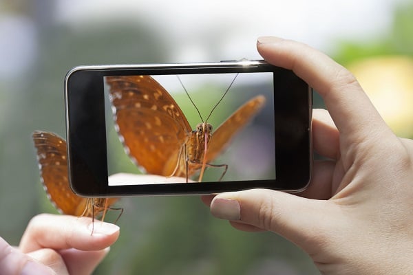 The field of imageomics promises a marriage between machine learning and computer vision that has the potential to help researchers better understand and identify ecological phenomena, such as the differences between species of butterflies. Courtesy of Ohio State University.
