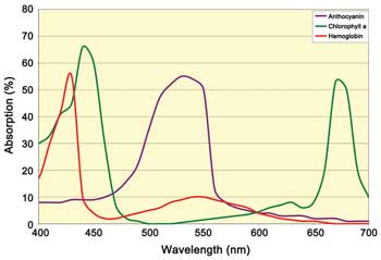 Anthocyanin Absorption Spectrum