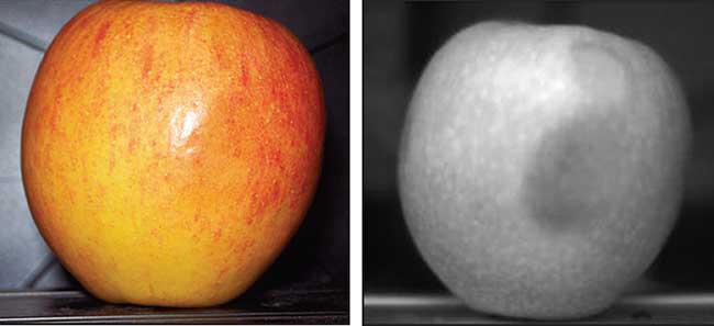 SWIR image, right, shows bruises that are hidden by the natural coloring of the apple.