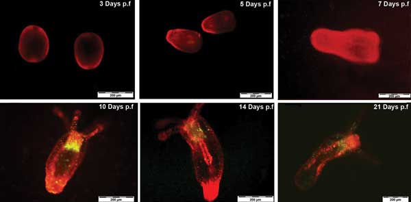 Tracking N. vectensis development by QR labeling