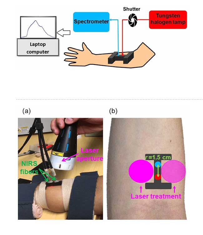 Experimental setup: (a) photograph of the laser aperture for LLLT/placebo treatment and bb-NIRS fiber holder on a participant’s forearm.