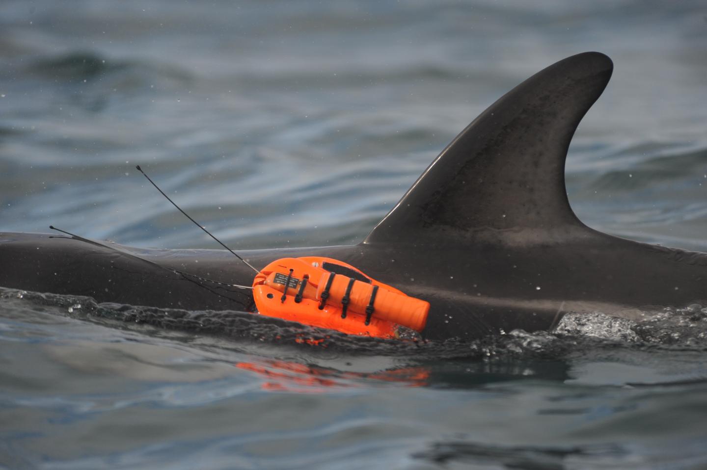Underwater Camera, Sensor System Track Dolphin Behavior in the Wild