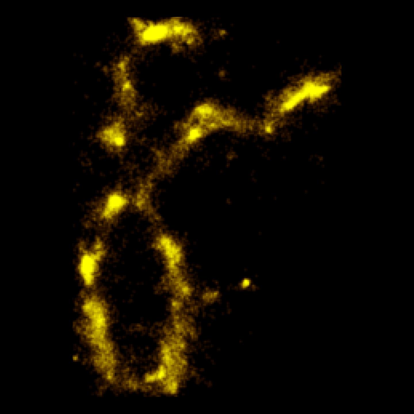 Novel Technology Images DNA Naturally Fluorescing