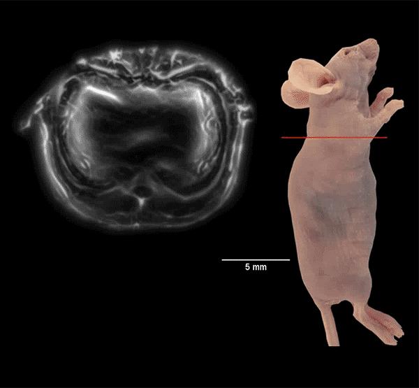 Photoacoustic Imaging Technique Delivers Panoramic Scan of Live Animal in Real Time