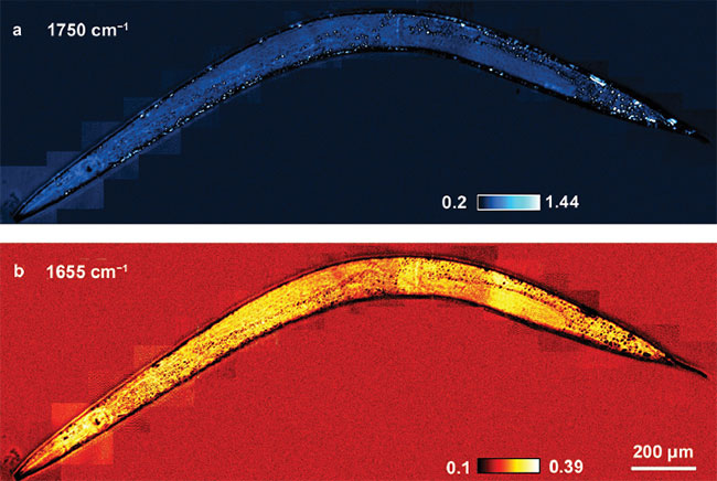 Photothermal IR Spectroscopy Boosts Chemical Microscopy, Expands Applications