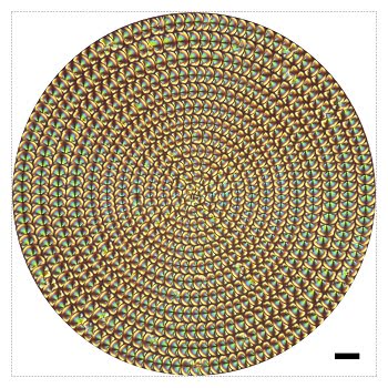 A concentric array of liquid crystal microlenses provides 4D information about objects. Scale bar, 20 µm. Credit of ACS Nano 2019, DOI: 10.1021/acsnano.9b07104.