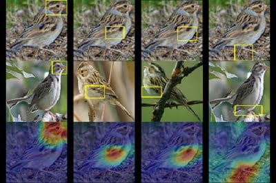 Birdwatching with AI: How a Computer Identifies Species