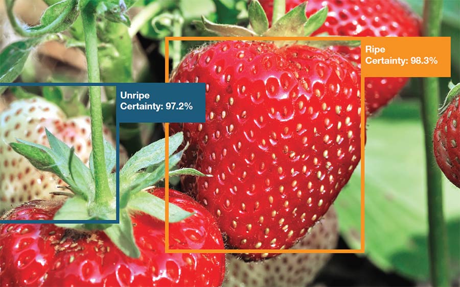 Strawberries percentage ripeness