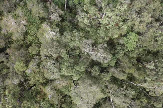 An aerial image of the dense canopy of a koala environmental habitat, obtained with an RPAS. Courtesy of Queensland University of Technology.