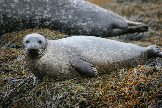 A juvenile harbor seal. Courtesy of Monica Arso Civil, Sea Mammal Research Unit, University of St. Andrews.