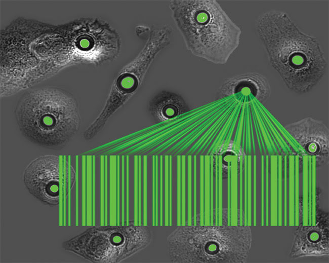 Artist’s impression of a group of cells that have been turned into tiny lasers, which differ by cell and provide a barcode-type tag for noncontact optical tracking of a large number of cells over prolonged periods of time. Courtesy of Gather and Schubert/University of St Andrews.