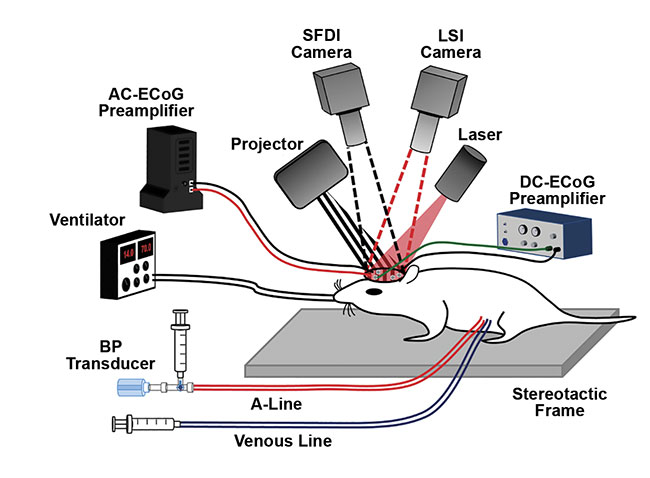 Figure 5. A high-speed optical imaging system in use at the University of California, Irvine to image cognitive activity and decline in live mice. LSI: laser speckle imaging; BP: blood pressure; AC-ECoG: alternating current electrocorticography; DC-ECoG: direct current electrocorticography. Courtesy of Christian Crouzet.