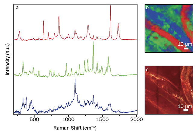 Figure 2. Researchers at HORIBA Scientific used 785-nm excitation to do a line-scan measurement across a fiber located in a sample labeled 100% cotton. The experiment confirmed the presence of polyethylene terephthalate (PET), a synthetic fabric in the sample. Courtesy of HORIBA Scientific.