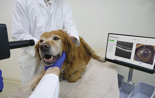 Figure 1. A dog’s eyes are examined with an optical coherence tomography (OCT) system. Courtesy of OcuScience.