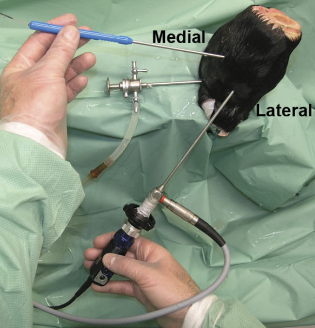 Figure 4. OCT arthroscopy imaging of an equine metacarpophalangeal (MCP) joint. A standard portal is used for the arthroscope, and a dorsomedial portal is used for the OCT catheter. Adapted with permission from Reference 3.