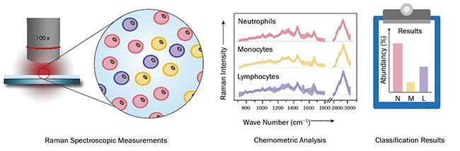 Figure 2. A schematic display of the workflow for high-throughput screening of various cell types via Raman spectroscopy. Courtesy of Susanne Pahlow.