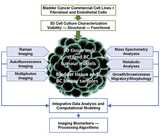 Figure 3. A cell model and ex vivo tissue imaging, and its biological correlation (BC) with imaging biomarkers. Courtesy of MODUS and UNIMIB.