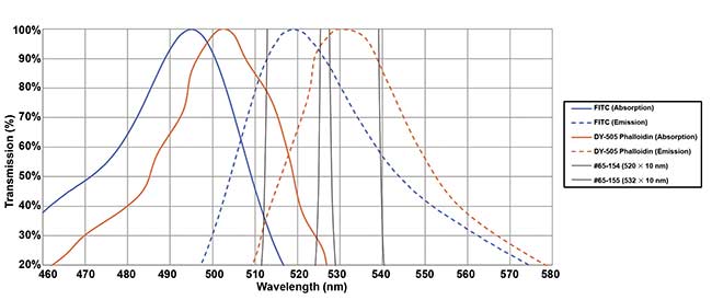 An example of optimized selection of bandpass filters. Two fluorochromes (FITC and DY-505-phalloidin) have closely overlapped spectra in both absorption and emission. But the use of narrow (10 nm) bandpass filters centered at the emission peaks maximizes the signal differential and hence the overall signal-to-noise ratio. Courtesy of Edmund Optics.