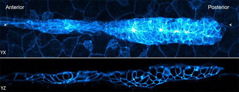 Lateral and axial images of 32-hour zebrafish embryo, marking cell boundaries within and outside the lateral line primordium. Courtesy of Harshad Vishwasrao and Damian Dalle Nogare, NIH/National Institute of Biomedical Imaging and Bioengineering.
