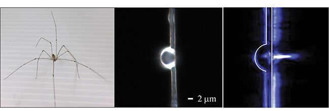 A daddy longlegs on top of dragline silk of the type used in the study (left), a dome lens on the fiber (middle), and an example of a photonic nanojet generated by the lens (right). Courtesy of Cheng-Yang Liu.