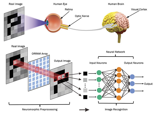 Yang Chai of Hong Kong Polytechnic University developed an artificial neuromorphic visual system inspired by the human visual system. The intensity and duration of incoming device light modulates the device’s response, enabling it to preprocess images for an artificial neural network — just as the retina does for the brain’s neural network. ORRAM: optoelectronic resistive random-access memory. Courtesy of Hong Kong Polytechnic University.