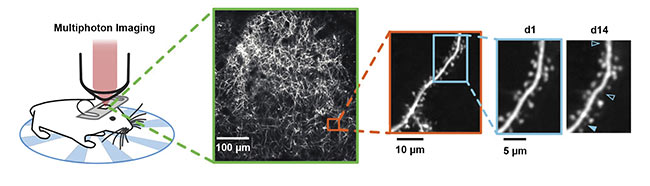Chronic in vivo two-photon imaging enables the monitoring of synaptic dynamics through chronically implanted cranial windows. The dense dendritic arborization of layer 5 pyramidal neurons in vivo, ~10 to 20 µm below the mouse brain surface (green box). A magnified inset shows an individual dendrite containing dozens of dendritic spines within only dozens of micrometers (red box). A more-magnified inset shows high-fidelity tracking of even individual synaptic dynamics within the alive brain (blue box). The hollow arrows mark where individual synapses have disappeared, while the filled arrow shows a new synapse. Illustration courtesy of Michael Wenzel. Data courtesy of Michael Wenzel/Yuste Laboratory/Columbia University.