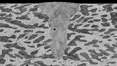 A scanning electron microscope image of a single laser scan cross-section of a nickel and zinc alloy. Here, dark, nickel-rich phases interleave lighter phases with uniform microstructure. A pore can also be observed in the melt pool structure. Courtesy of Raiyan Seede. 