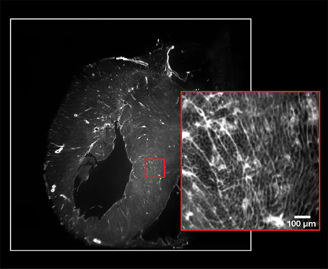 Light-sheet microscopy images an entire heart in a single acquisition. The camera’s full field of view (white square). The resolution at 2× magnification (red square).