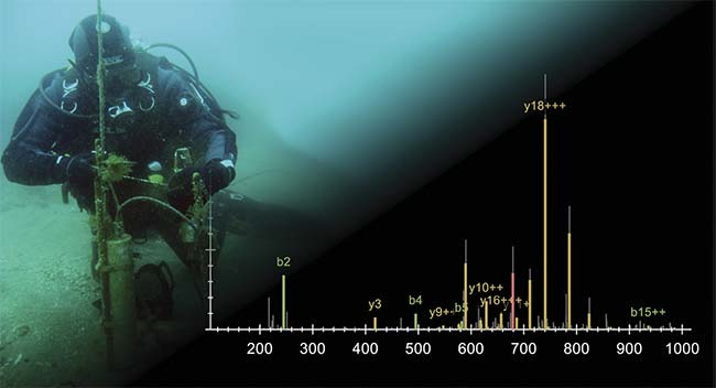 Researcher Enrique Arboleda collects light measurements underwater. Mass spectroscopy measurements that focused on the heads of marine bristle worms reveal the levels of neuropeptides — proteins that enable communication between neurons — that are found under various lighting conditions.