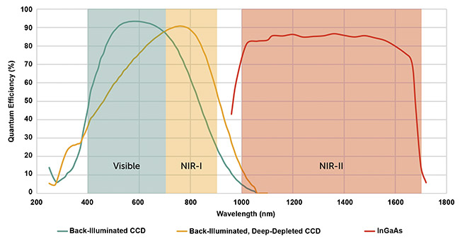 Figure 3. The quantum efficiency of optical imaging in vivo cameras. A typical back-illuminated CCD camera (green line), a back-illuminated, deep-depleted CCD camera (yellow line), and an InGaAs camera (red line), alongside the corresponding wavelength sensitivity. Courtesy of Teledyne Princeton Instruments.