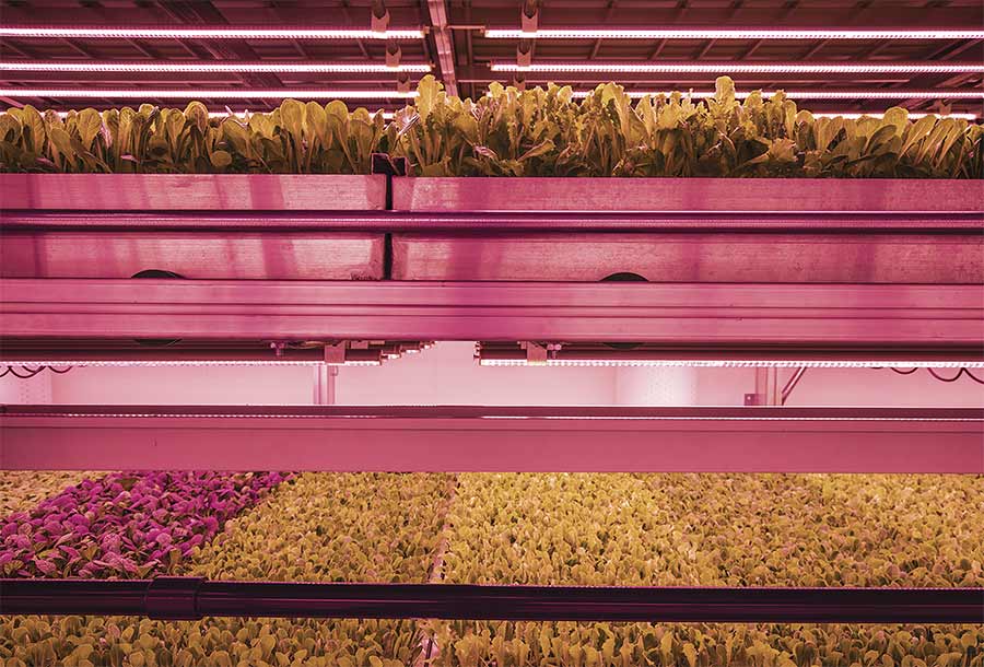 Hyperspectral Imaging Boosts Yields in Vertical Farming