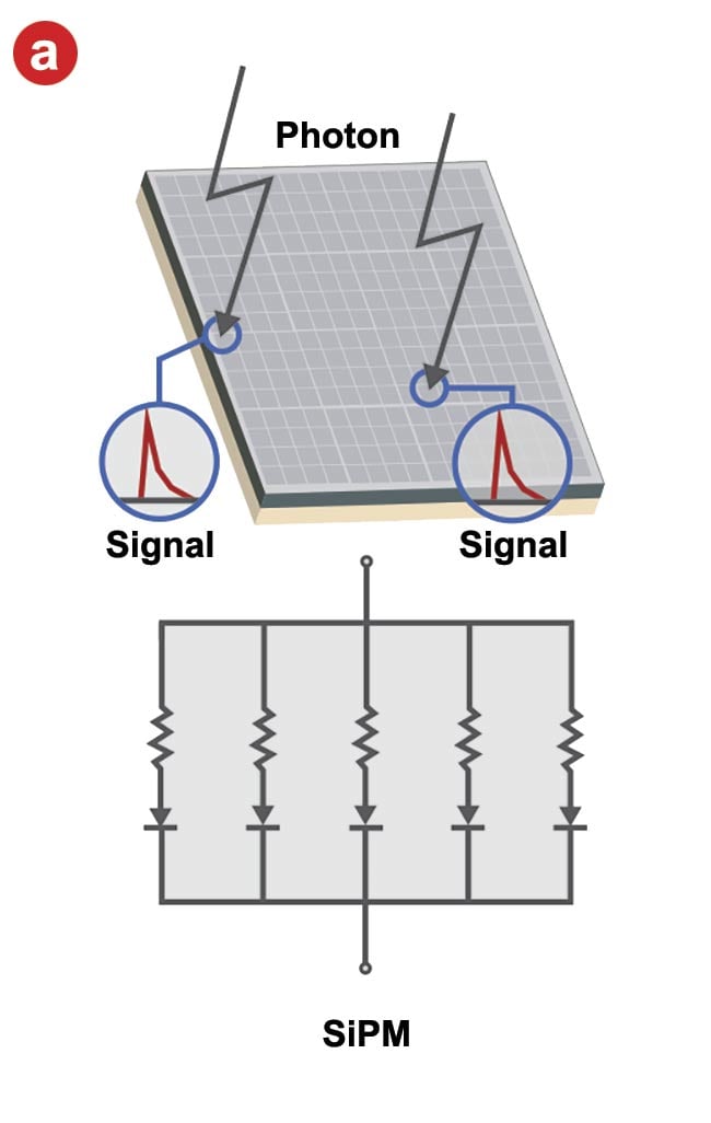 Figure 3. The structure of a silicon photomultiplier (SiPM) sensor and its input-output characteristics. An SiPM is comprised of multipixel avalanche photodiodes (a). When multiple photons are incident simultaneously, the output signal is the sum of the avalanche photodiode signal (b). Courtesy of Evident Scientific.