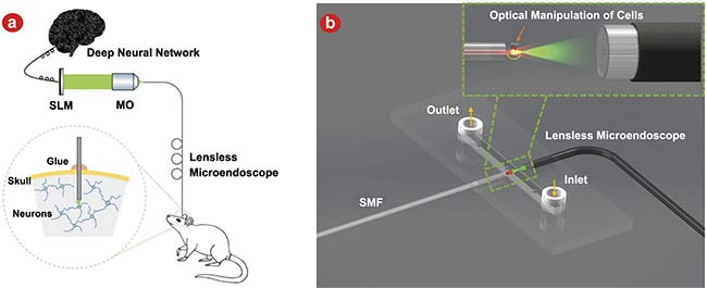 Figure 3. An application of the deep learning enhanced lensless microendoscope. The sketch illustrates employing the device for holographic photoactivation in the mouse brain with minimal invasiveness. Adapted with permission from Reference 4.