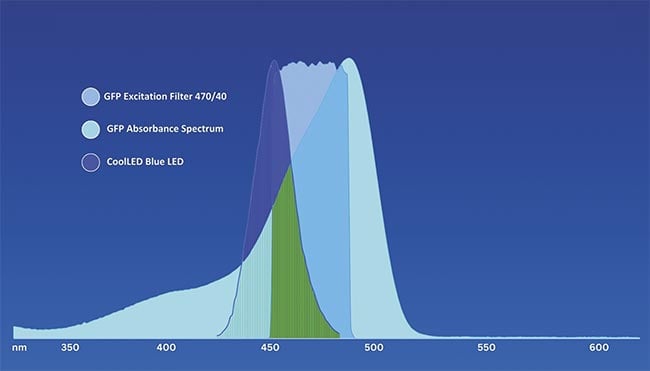 Figure 3. Enhanced green fluorescent protein (EGFP) compatibility with CoolLED LED illumination systems: Matching fluorophore absorbance, excitation filter specification, and an LED spectrum. In this example, the LED center wavelength and GFP peak absorbance do not exactly match. However, due to the broadness of the LED emission, there is sufficient overlap for GFP excitation (green). Courtesy of CoolLED.