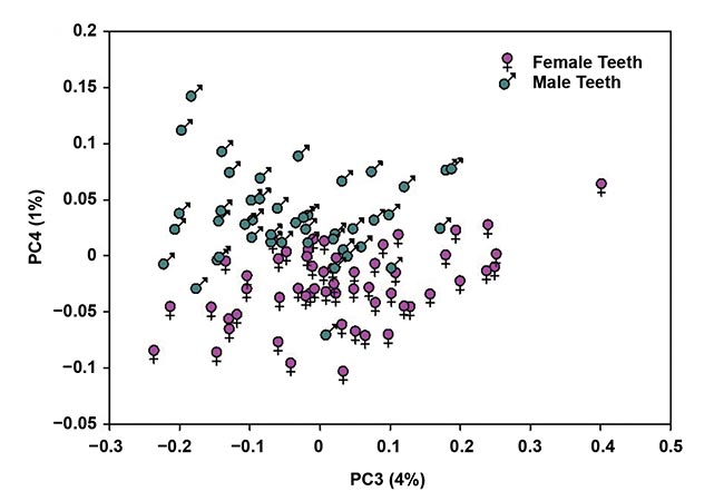 Figure 2. A principal component analysis (PCA) score bi-plot based on NIR absorbance data for male and female bovine teeth (n = 101). The percentage of explained variation for each principal component is shown in brackets. Courtesy of Liza Pretorius/Central Queensland University.