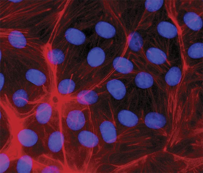 LEDs and Multi-Bandpass Filters Work in Tandem to Transform Fluorescence Instrumentation