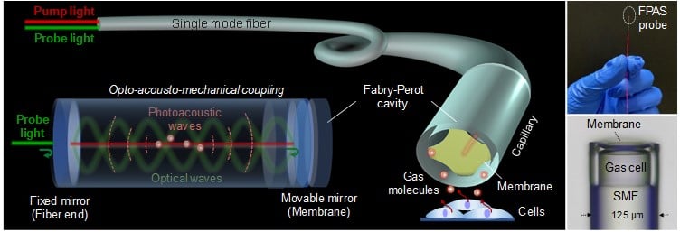 The miniaturized all-fiber photoacoustic spectrometer (FPAS) consists of a single optical fiber, a silica capillary, and an elastic membrane. The fiber's end facet and the membrane form a Fabry-Perot (F-P) cavity. When gas molecules absorb pump light, they generate acoustic waves, which cause the membrane to vibrate. This vibration changes the intensity of reflected probe light, which is then analyzed to detect trace gas concentrations. Courtesy of J. Ma et al., doi: 10.1117/1.AP.6.6.066008.