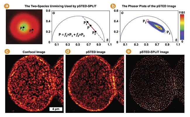 Figure 5. The pulsed stimulated emission depletion (pSTED)-separation by lifetime tuning (SPLIT) by phasor plots in multi-image phasor analysis (MiPA) for enhancing STED resolution. The phasor of each pixel in a pSTED fluorescence lifetime imaging (FLIM) image is a linear combination of two-lifetime species denoted by P1 (in the doughnut center, wanted) and P2 (in the doughnut crest, unwanted) (a). Using a pSTED-FLIM image and applying the two-species unmixing, the SPLIT technique accurately segregates the desired photons emitted from the doughnut center from the unwanted photons (b). Confocal, pSTED, and pSTED-SPLIT images of a nuclear pore complex labeled with Star635 dyes in Cos7 cells (c-e). Courtesy of ISS Inc.