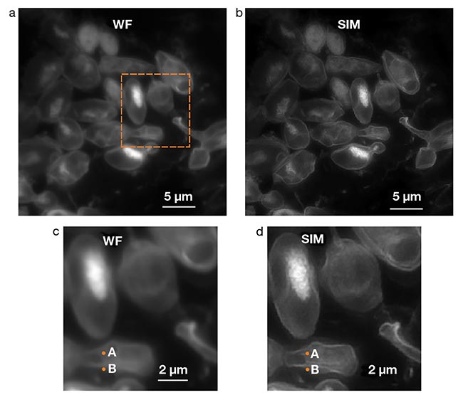 Figure 3. The ultraviolet photonic integrated circuit (UV-PIC) chip enables the observation of features in yeast cells that are otherwise invisible with standard wide-field (WF) microscopy. The images were obtained via structured illumination microscopy (SIM) in a label-free, far-field, and WF configuration. Autofluorescence images of a coenzyme in yeast cells under UV-SIM and standard WF microscopy (a,b). Zoomed-in images of the area delimited by the orange rectangle (c,d). Courtesy of imec/Ghent University Photonics Research Group.