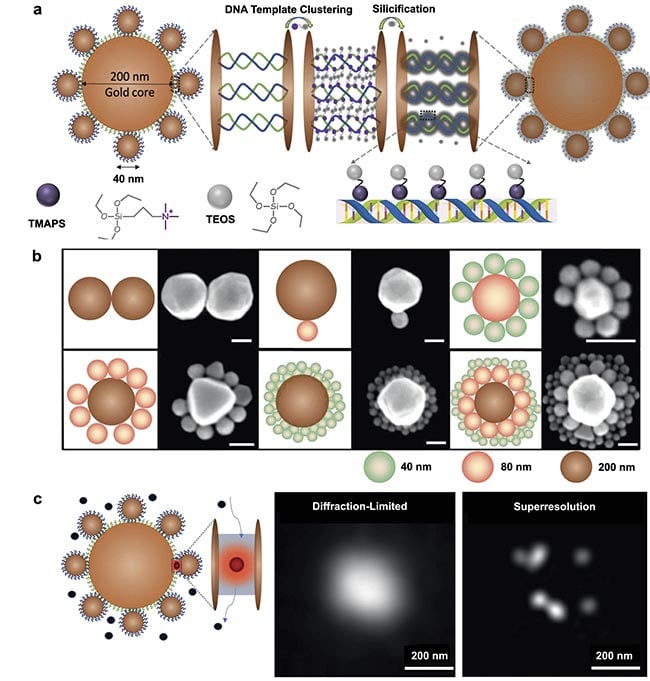 Figure 1. A schematic illustration of a DNA-silicified template for Raman optical beacon (DNA-STROBE) design and fabrication (a). Schematics and scanning electron microscopy images of gold nanodimers, core-satellite and core-satellite-satellite nanoassemblies (scale bar = 100 nm) (b). Standard diffraction-limited imaging contrasted with single-molecule, superresolution surface-enhanced Raman spectroscopy (SERS) measurements using DNA-STROBE (c). Adapted with permission from Reference 2.